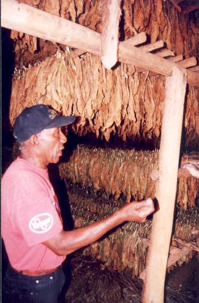 Valentin curing shed.JPG (36941 bytes)